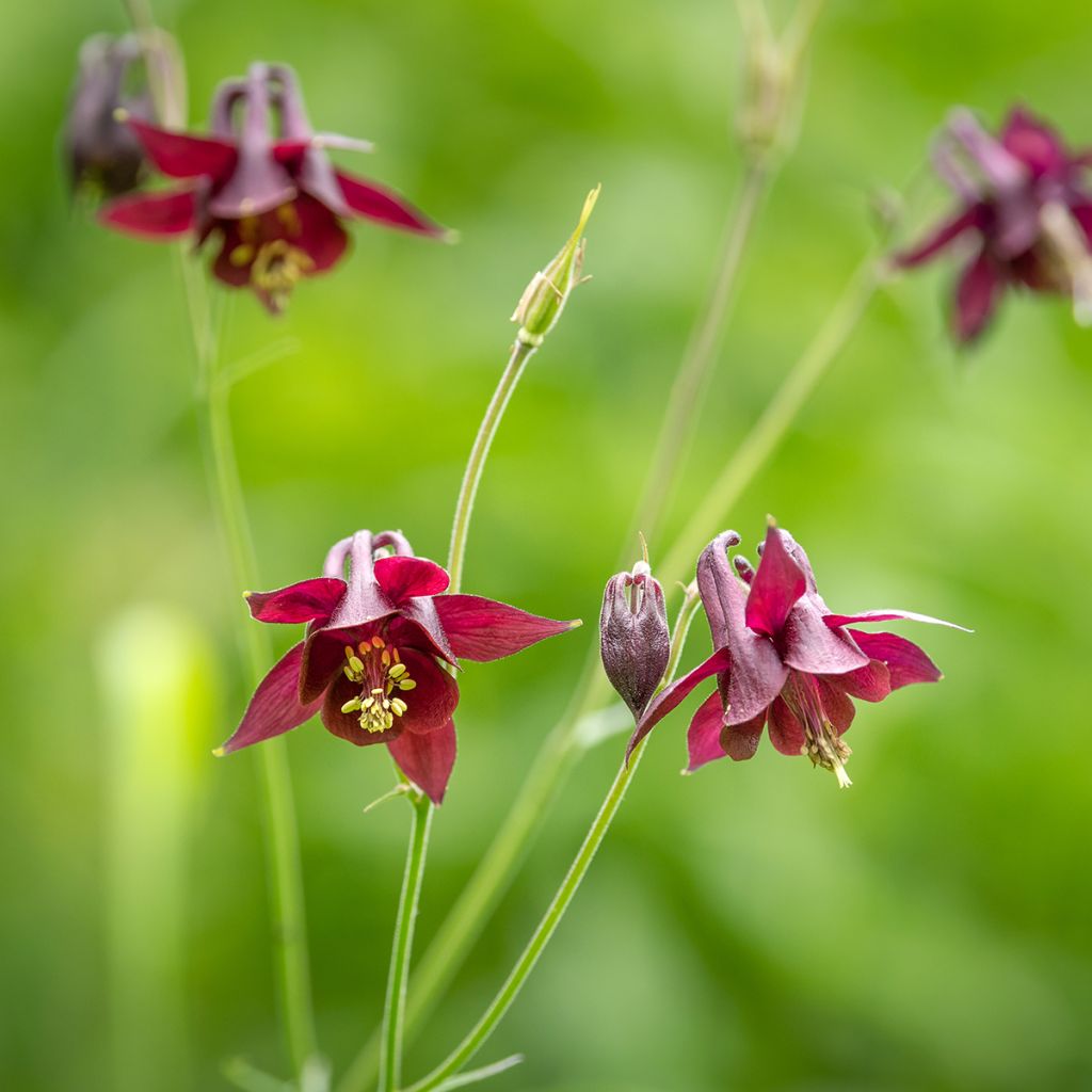 Aquilegia atrata