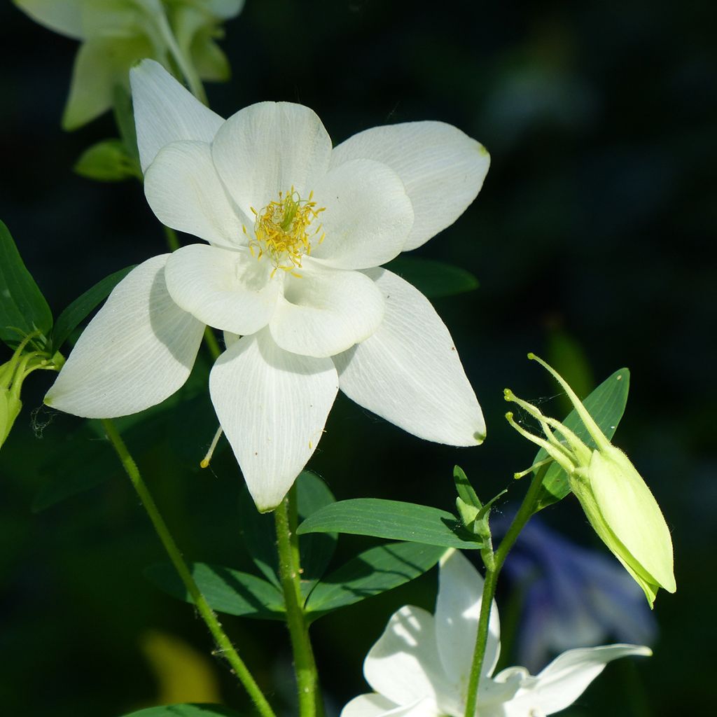 Aquilegia caerulea Kristall