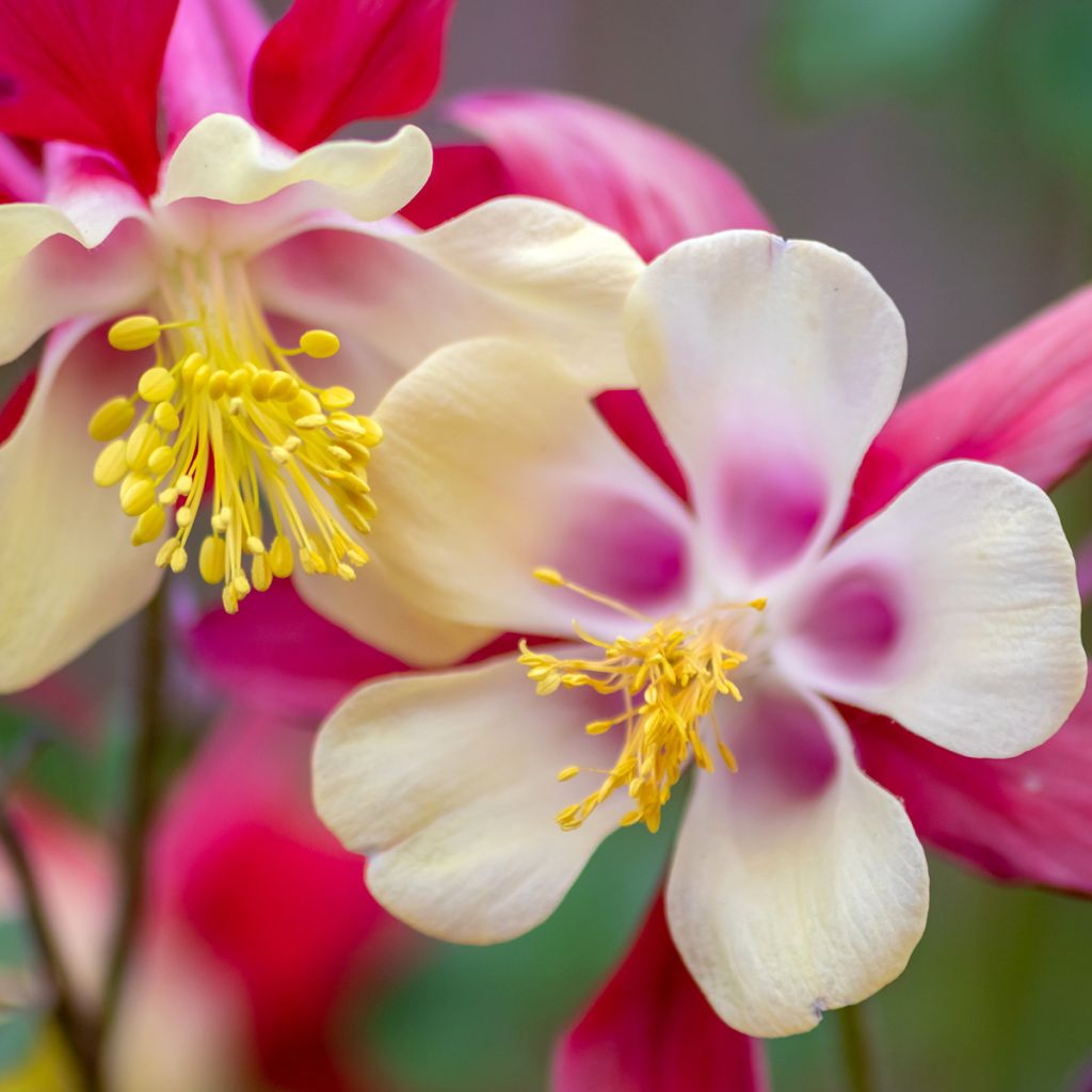 Aquilegia caerulea Rose Queen