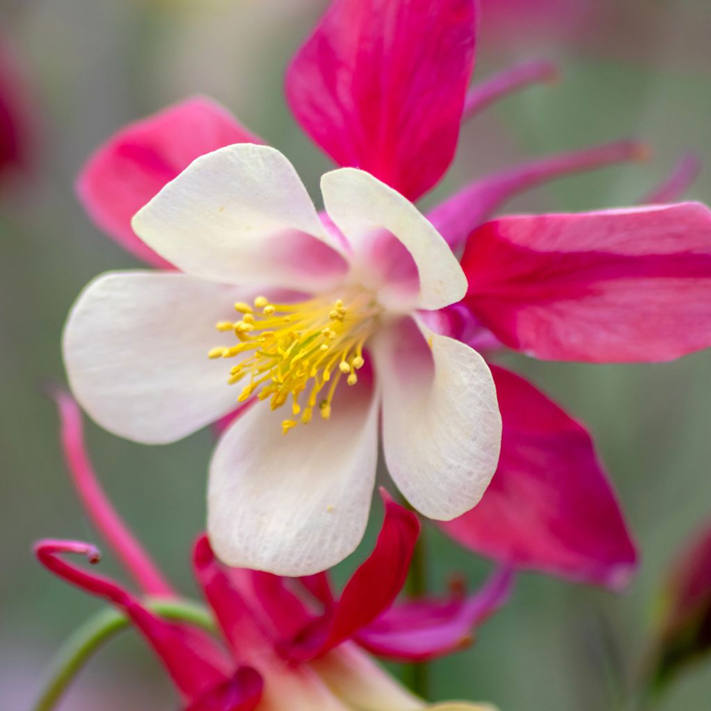 Aquilegia caerulea Rose Queen