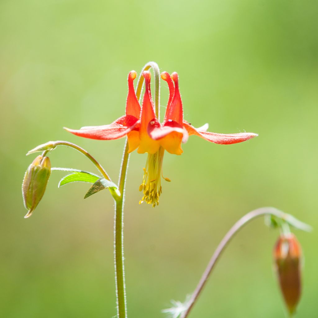 Aquilegia formosa - Aguileña roja