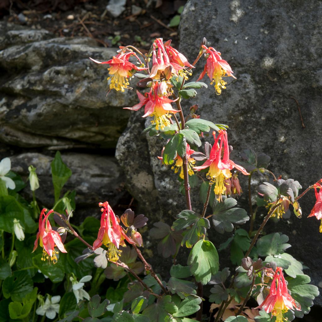 Aquilegia formosa - Aguileña roja