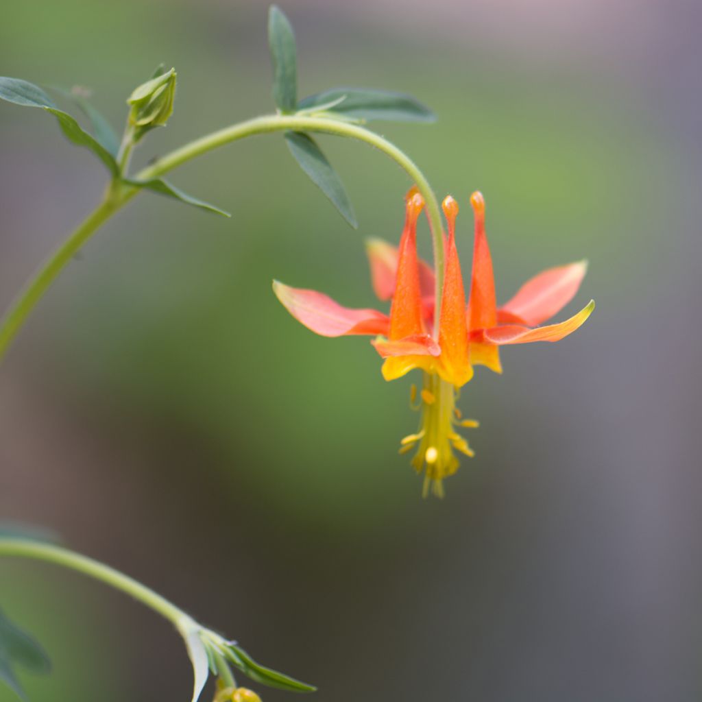 Aquilegia formosa - Aguileña roja