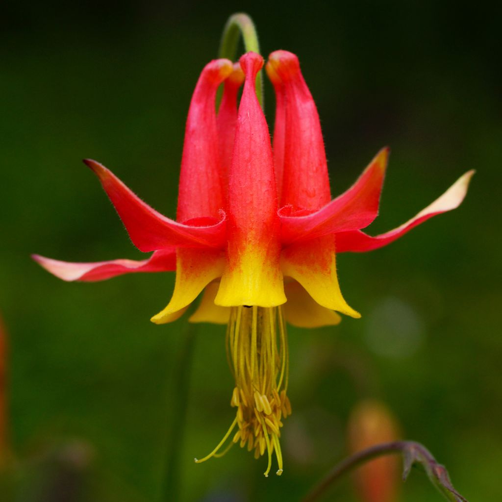 Aquilegia formosa - Aguileña roja