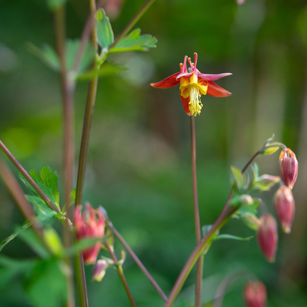 Aquilegia formosa - Aguileña roja