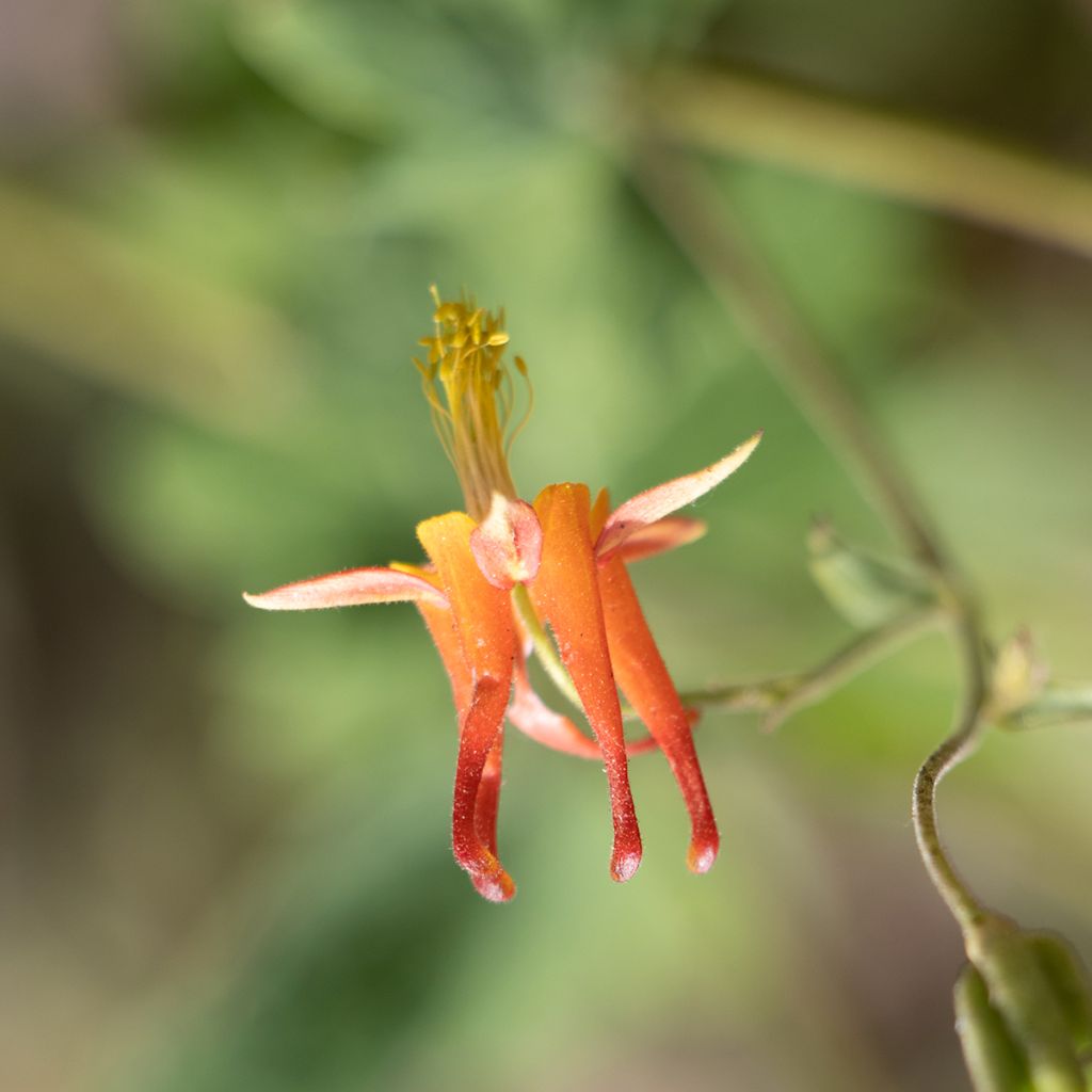 Aquilegia formosa - Aguileña roja