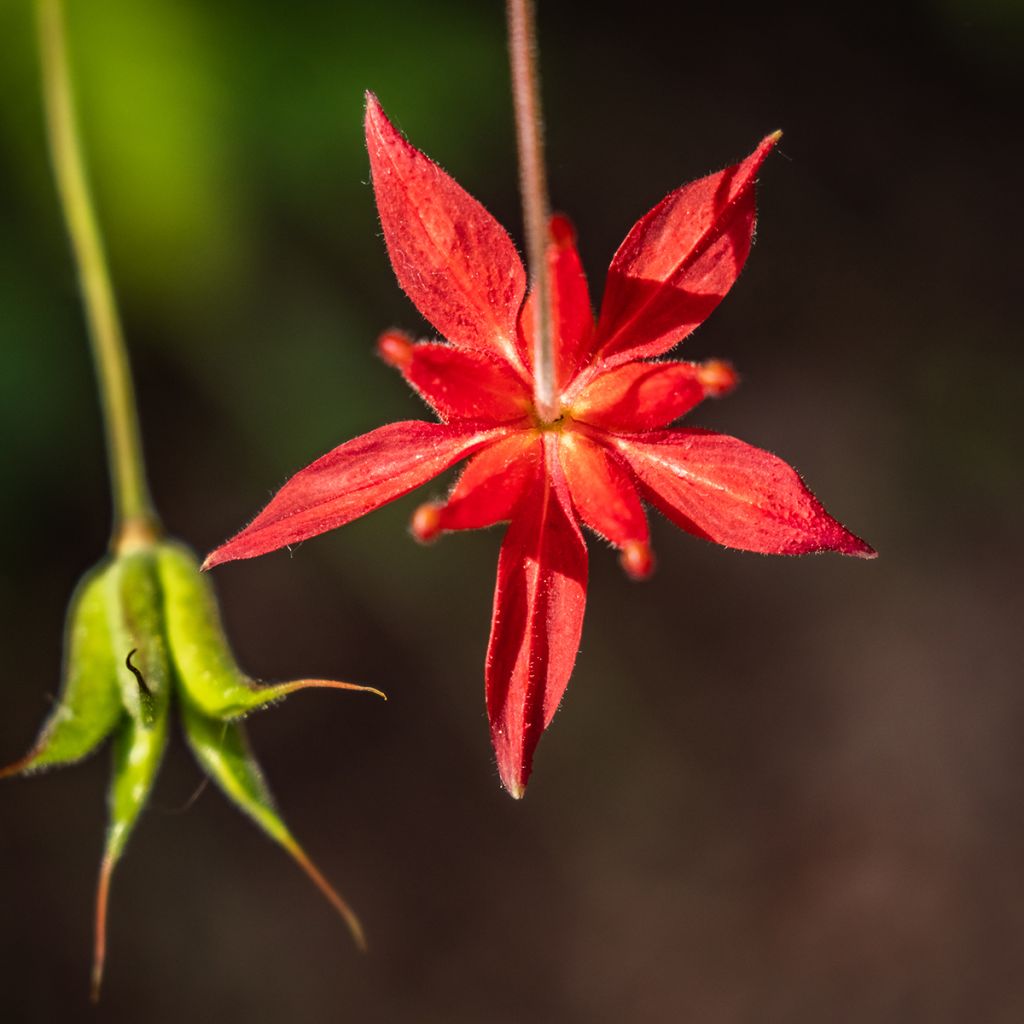 Aquilegia formosa - Aguileña roja