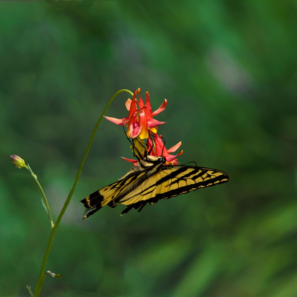 Aquilegia formosa - Aguileña roja