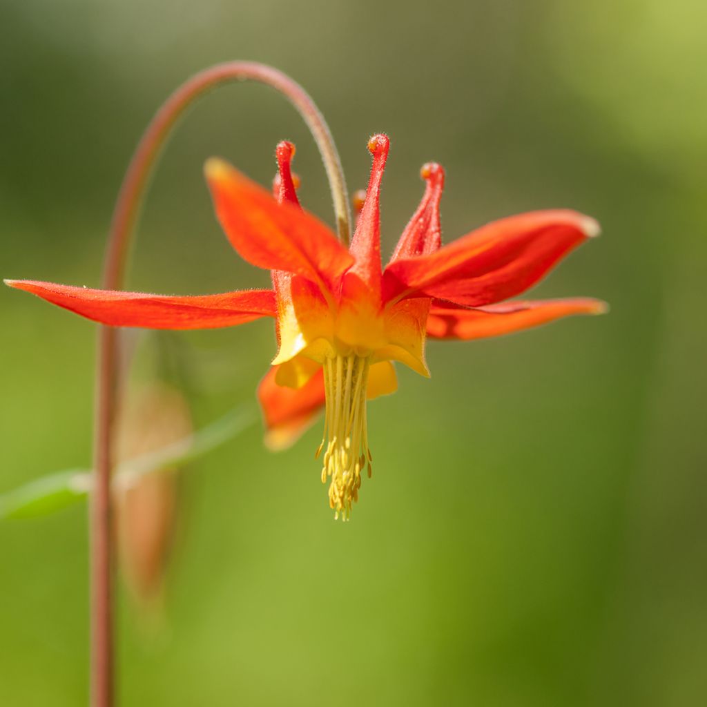 Aquilegia formosa - Aguileña roja