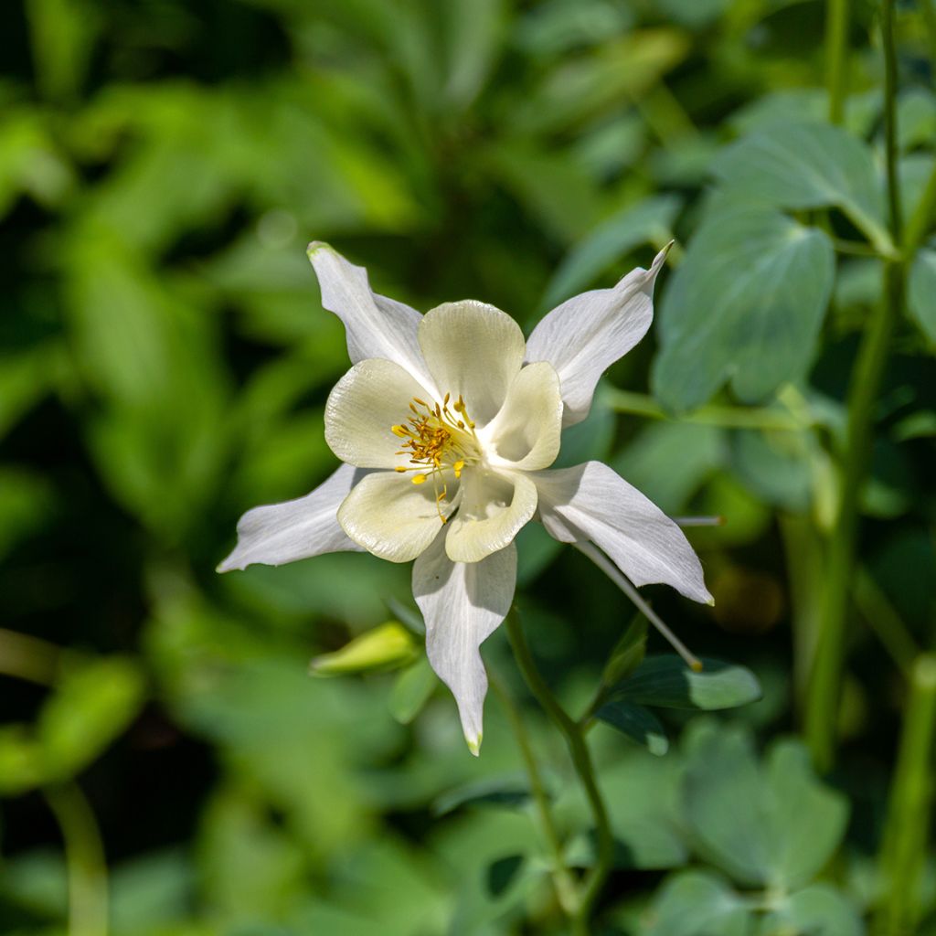 Aquilegia fragrans