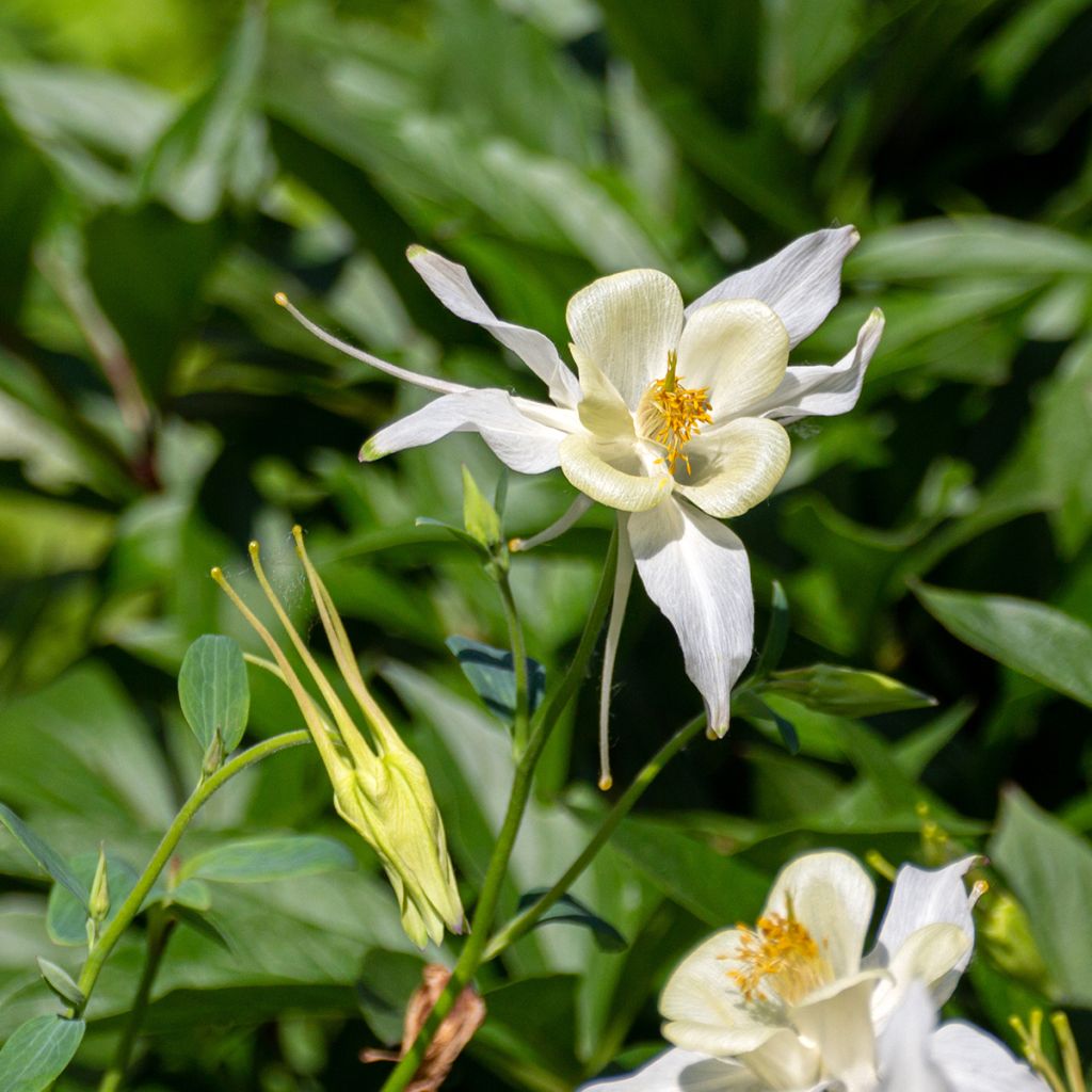 Aquilegia fragrans