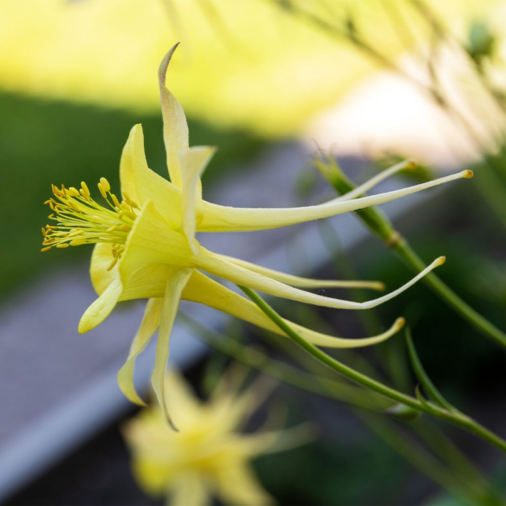 Aquilegia longissima