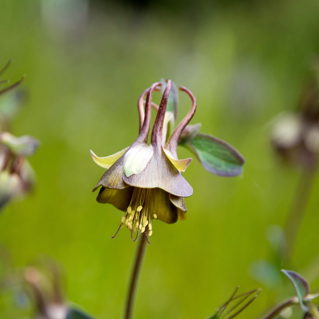 Aquilegia viridiflora