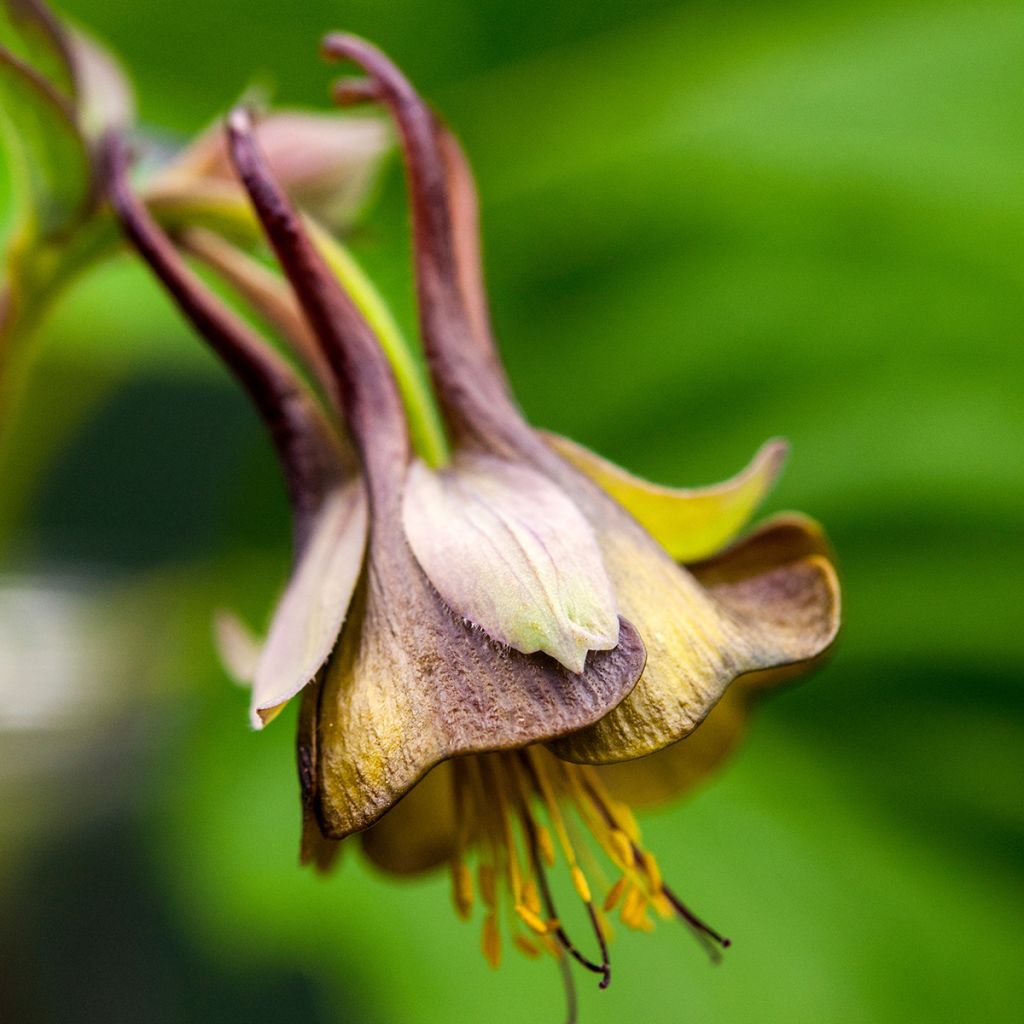 Aquilegia viridiflora