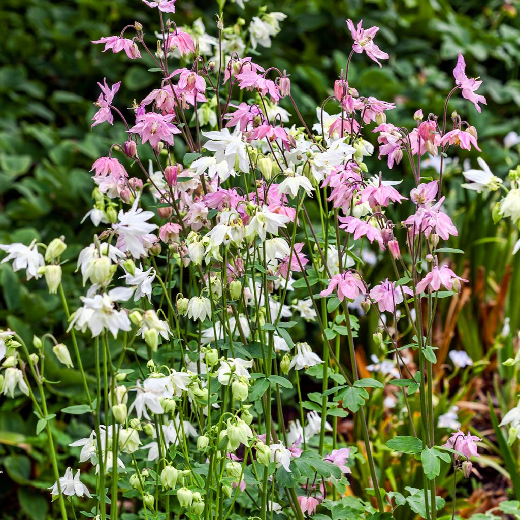 Aquilegia Munstead White