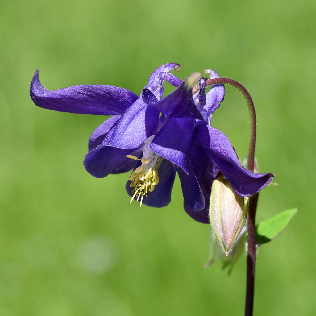 Aquilegia vulgaris - Aguileña