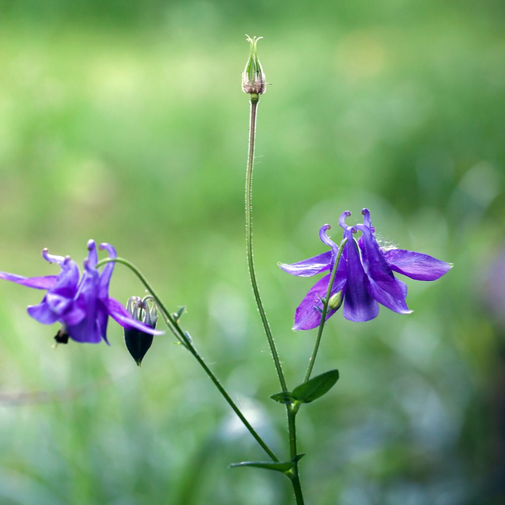 Aquilegia vulgaris - Aguileña