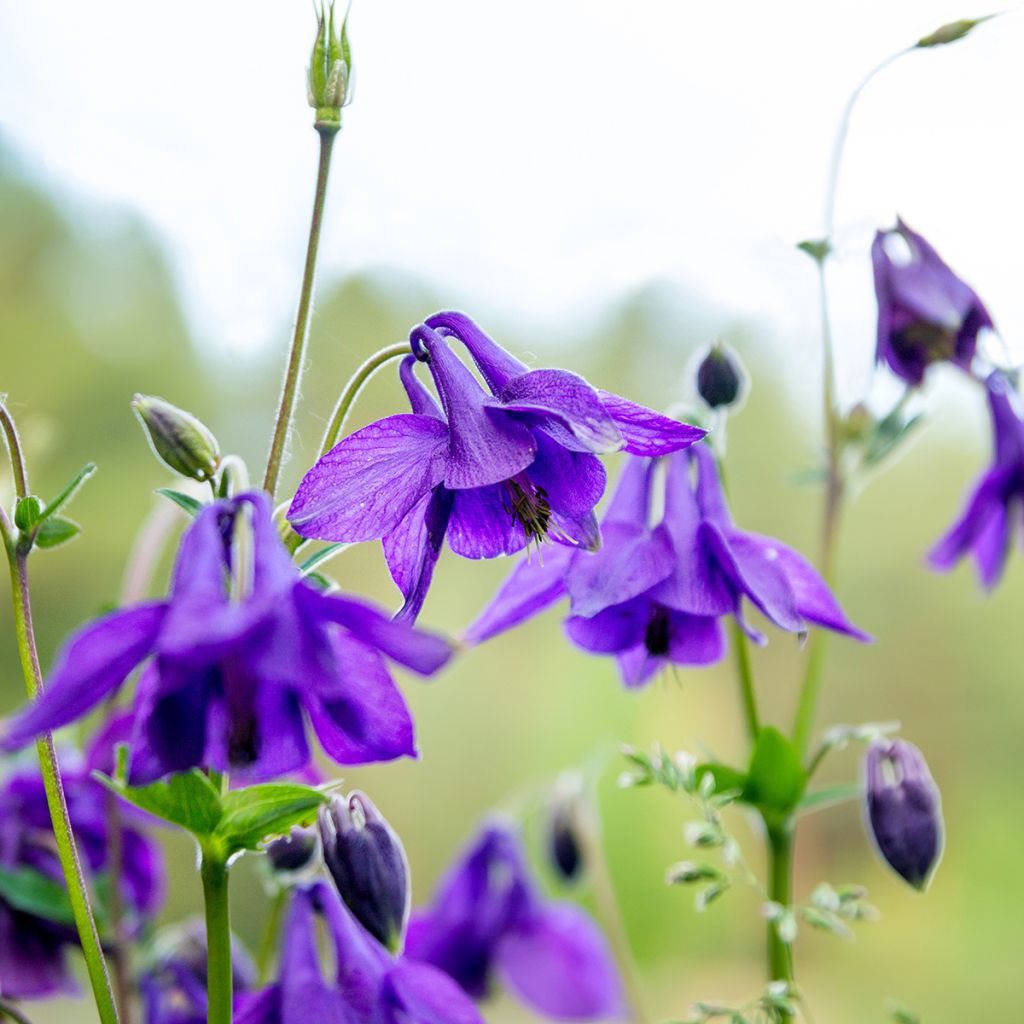 Aquilegia vulgaris - Aguileña