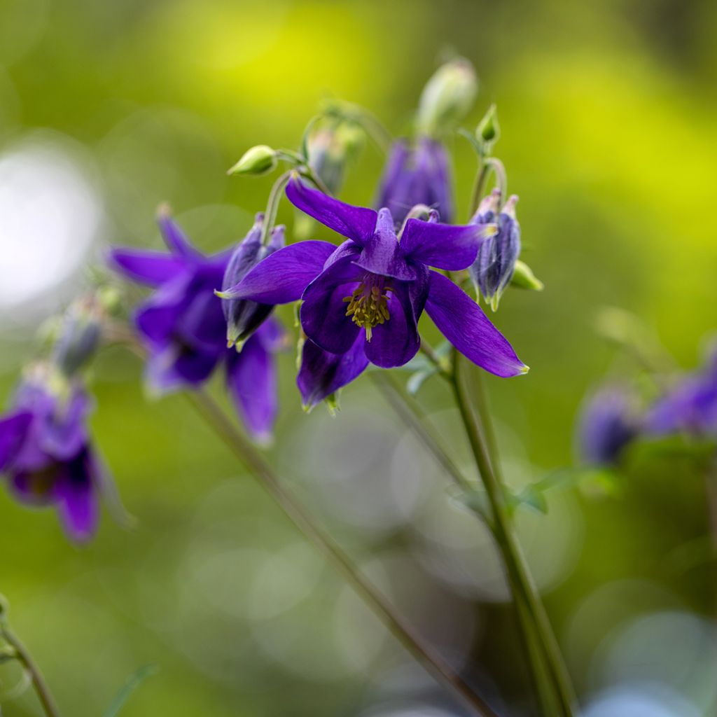 Aquilegia vulgaris - Aguileña