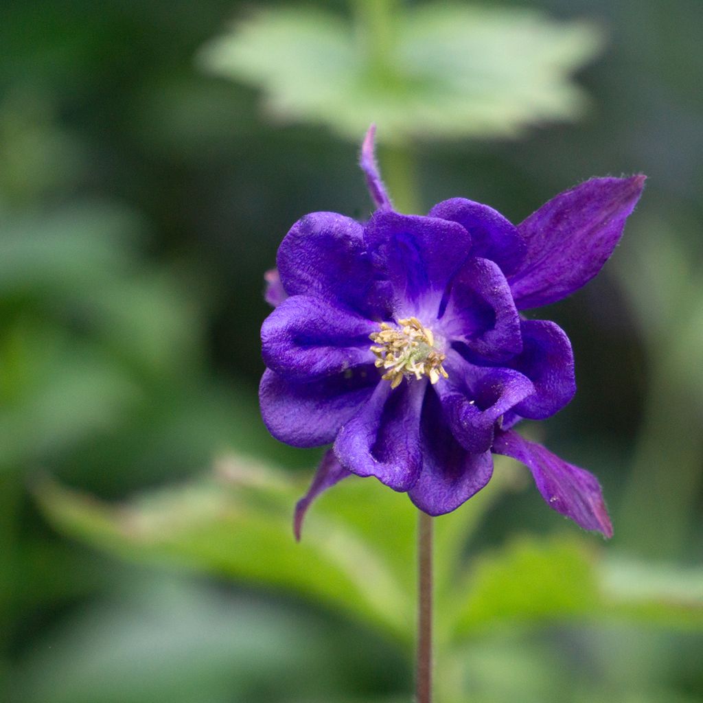 Aquilegia vulgaris - Aguileña