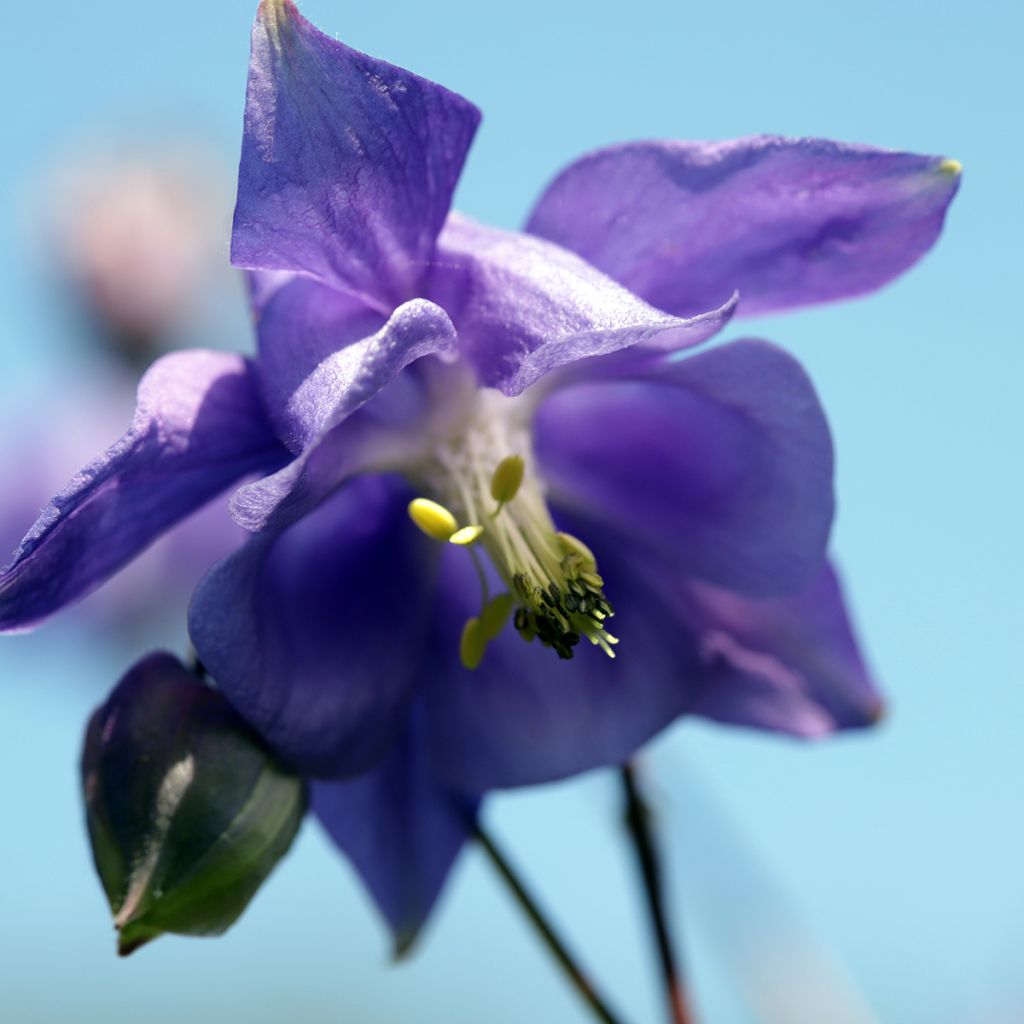 Aquilegia vulgaris - Aguileña