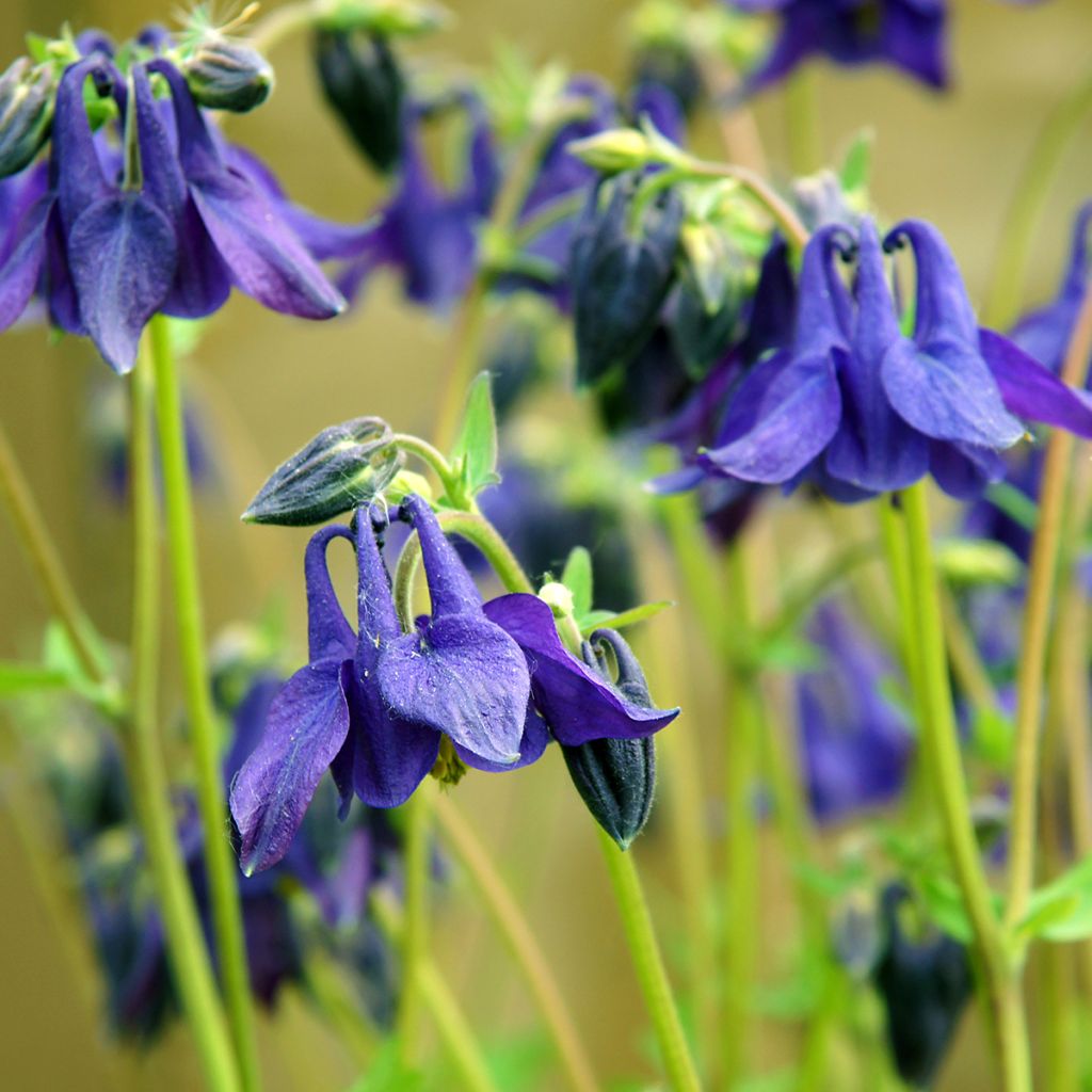 Aquilegia vulgaris - Aguileña