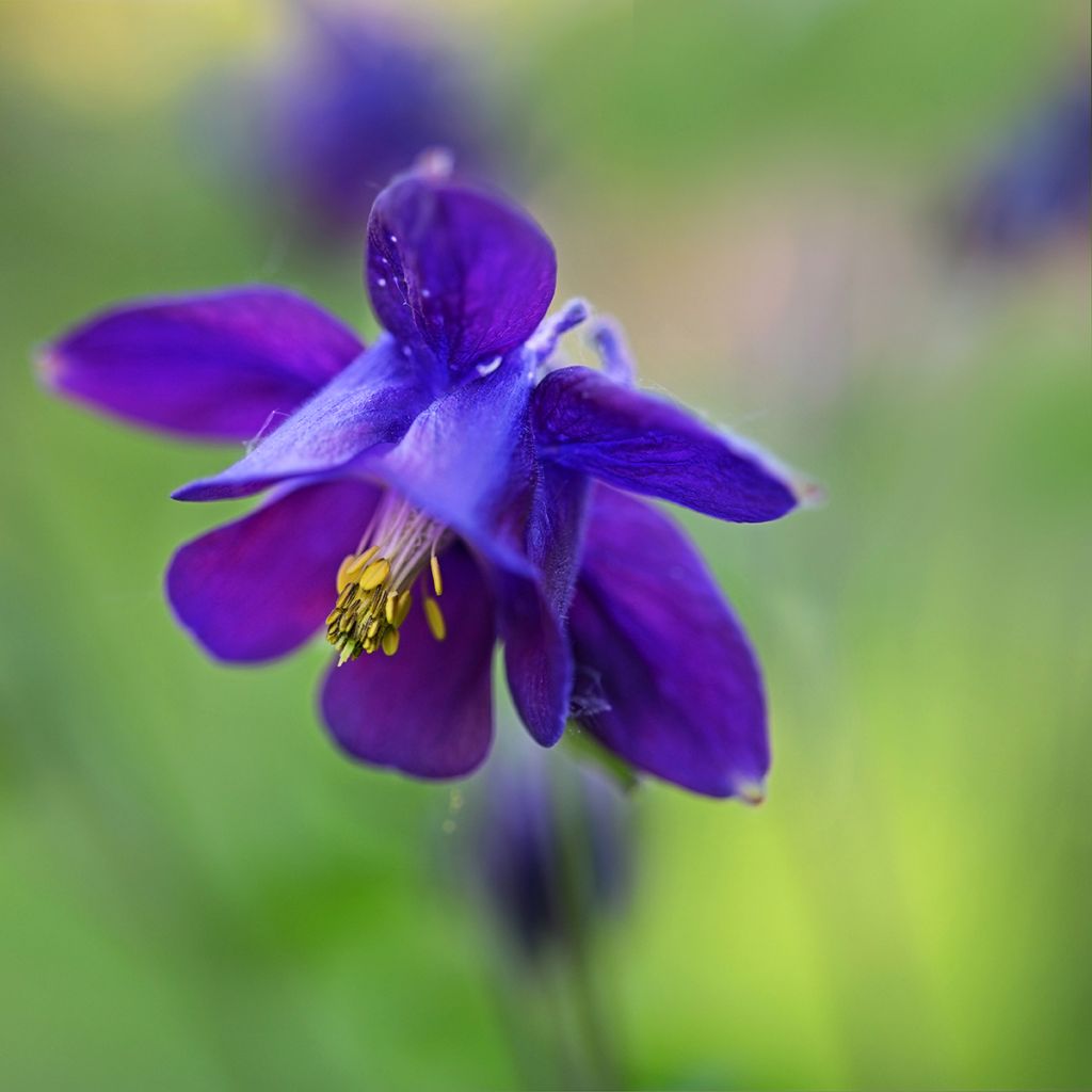 Aquilegia vulgaris - Aguileña