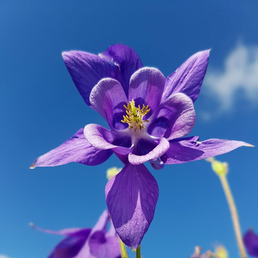 Aquilegia vulgaris - Aguileña