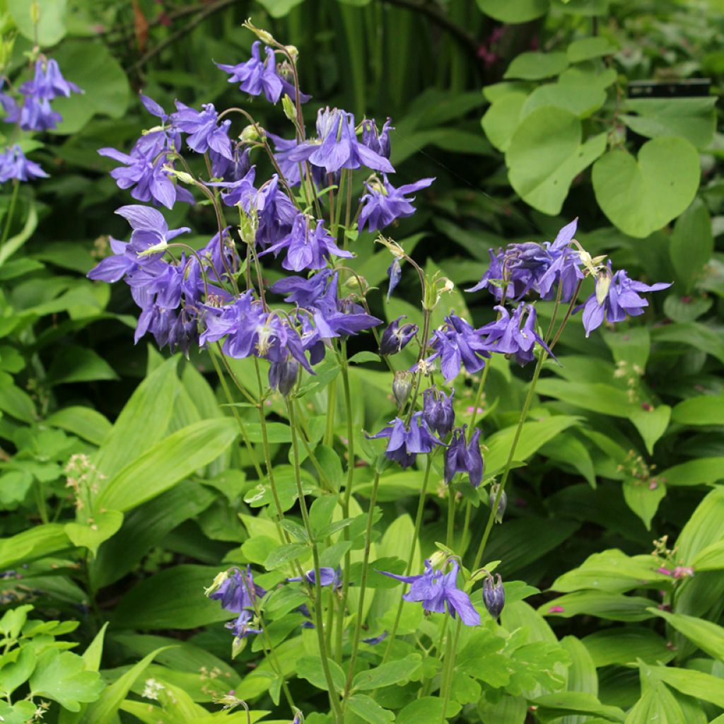 Aquilegia vulgaris - Aguileña