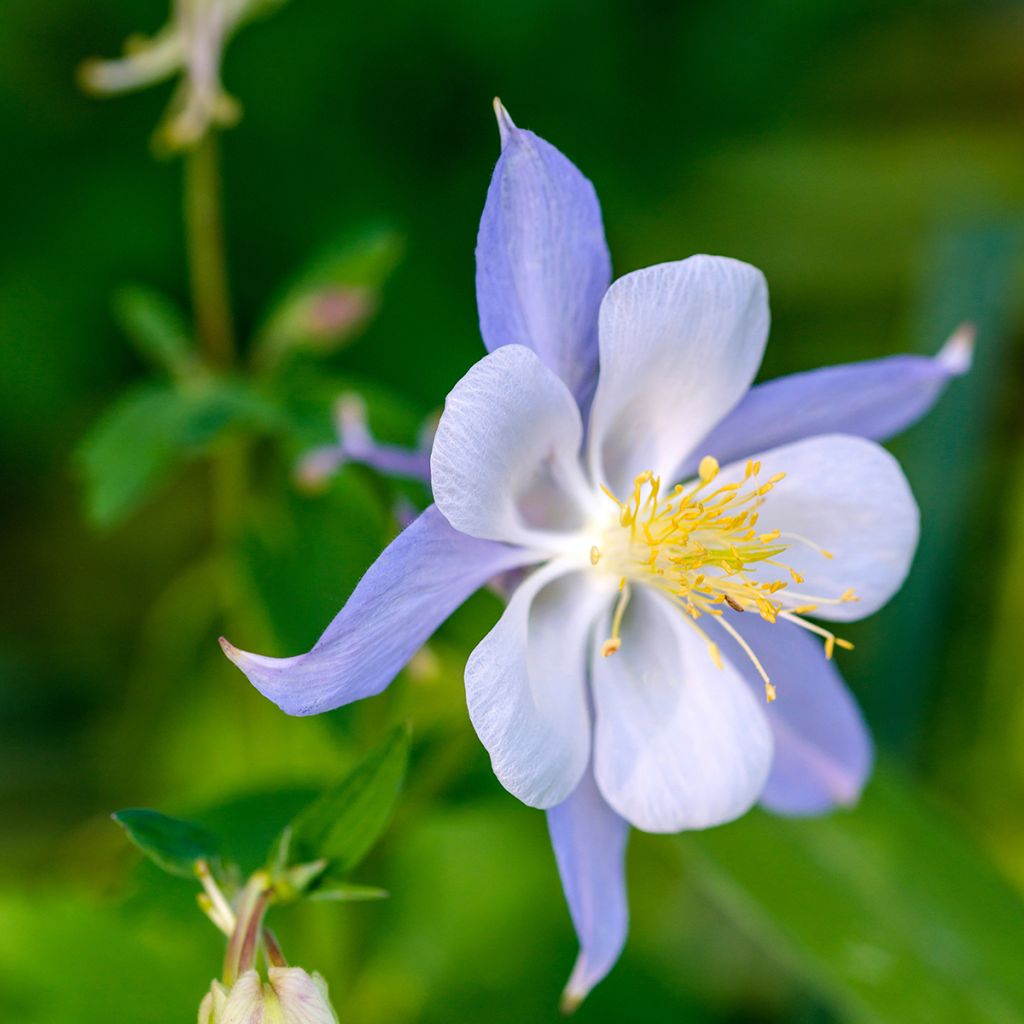 Aquilegia Blue Star