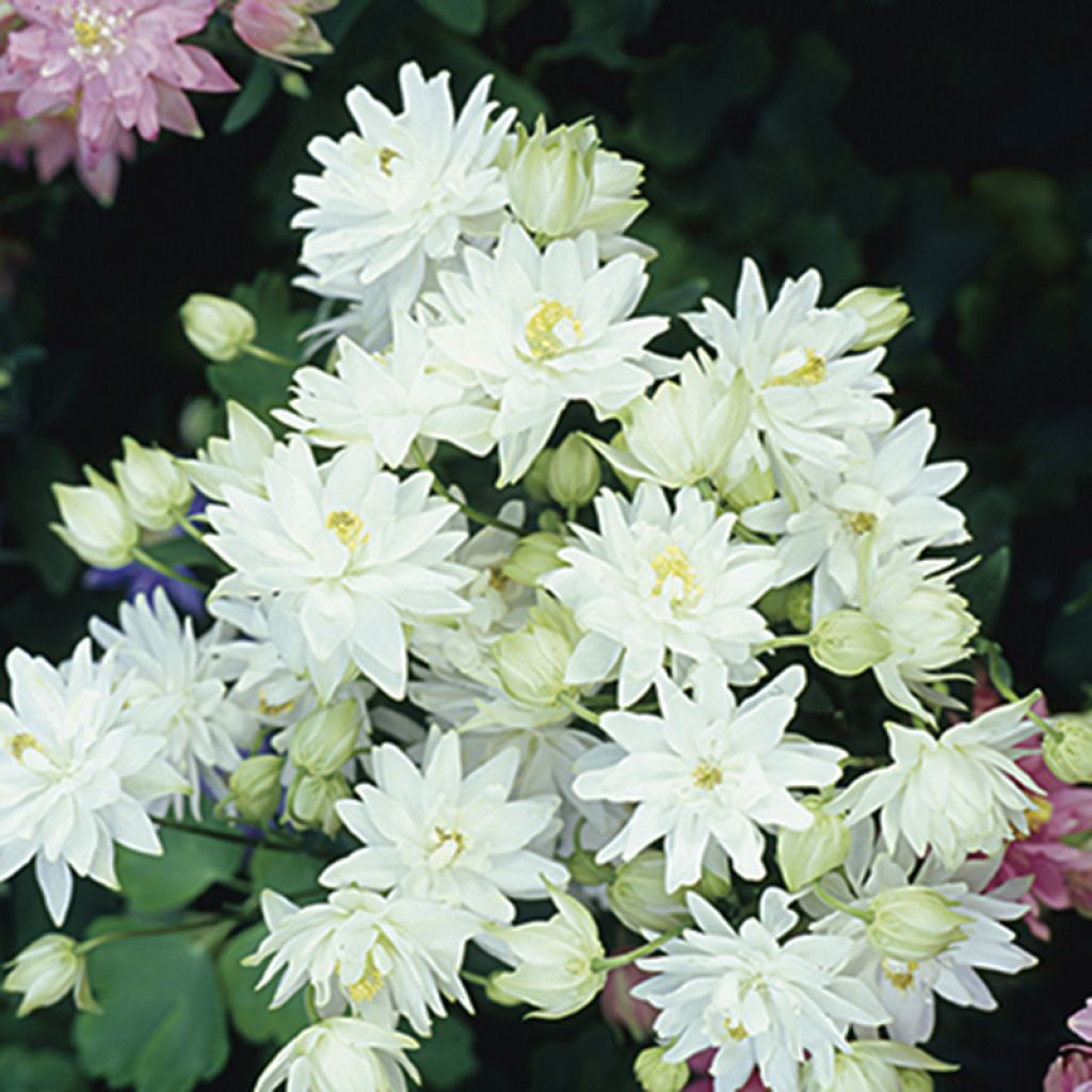 Ancolie Clementine White - Aquilegia vulgaris