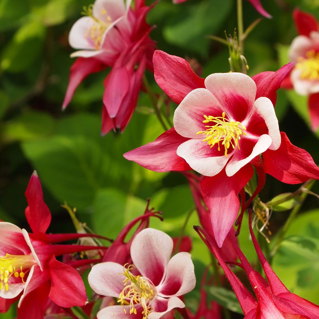 Aquilegia vulgaris Crimson Star