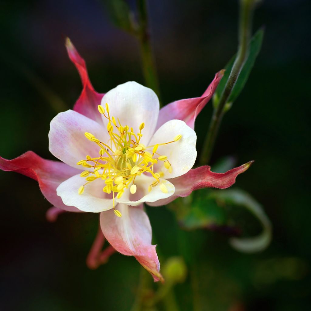 Aquilegia vulgaris Crimson Star