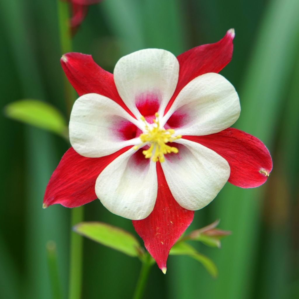 Aquilegia vulgaris Crimson Star