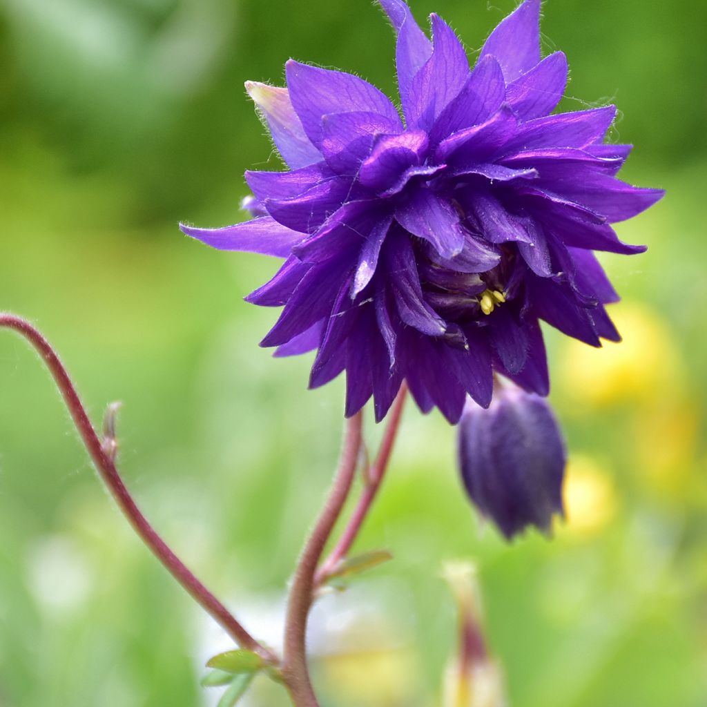 Aquilegia vulgaris Blue Barlow