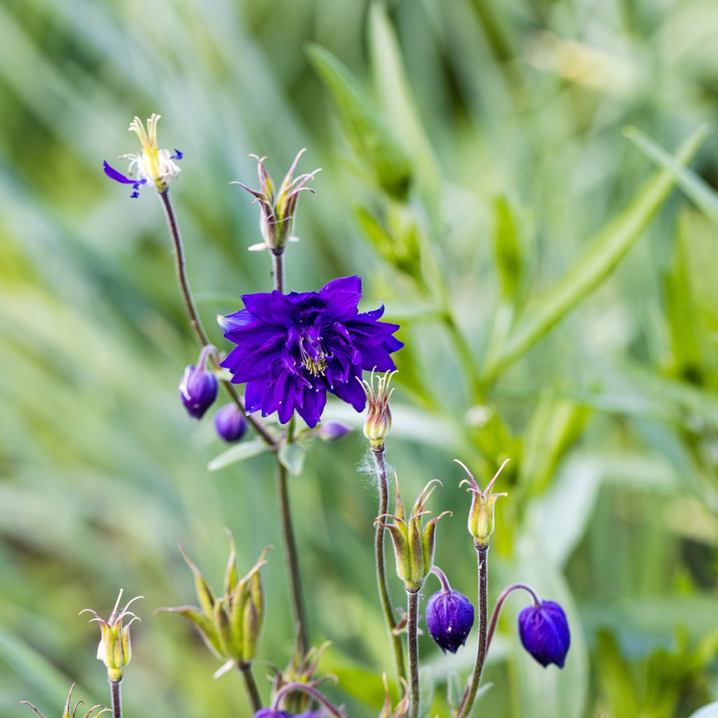 Aquilegia vulgaris Blue Barlow