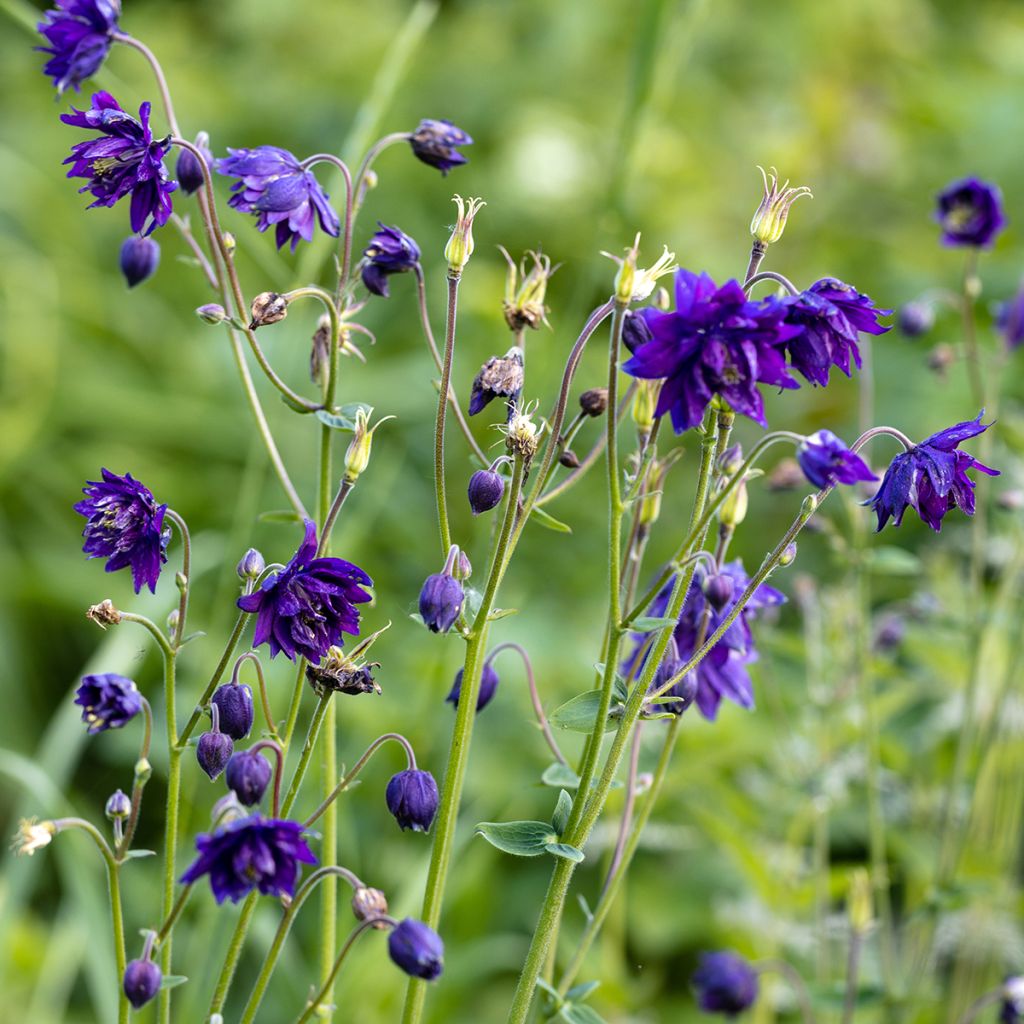 Aquilegia vulgaris Blue Barlow