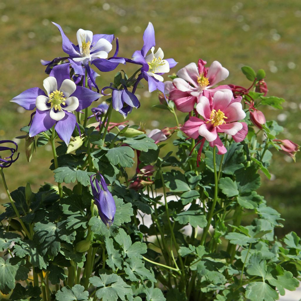 Aquilegia Mrs M. Nicholls