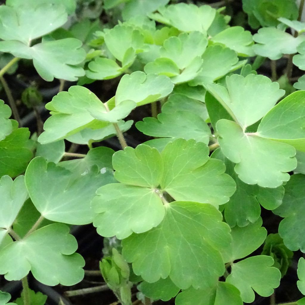 Ancolie William Guiness - Aquilegia vulgaris William Guiness