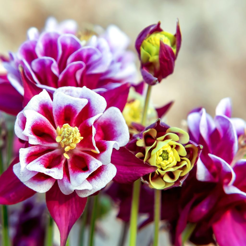 Aquilegia vulgaris Winky Red White