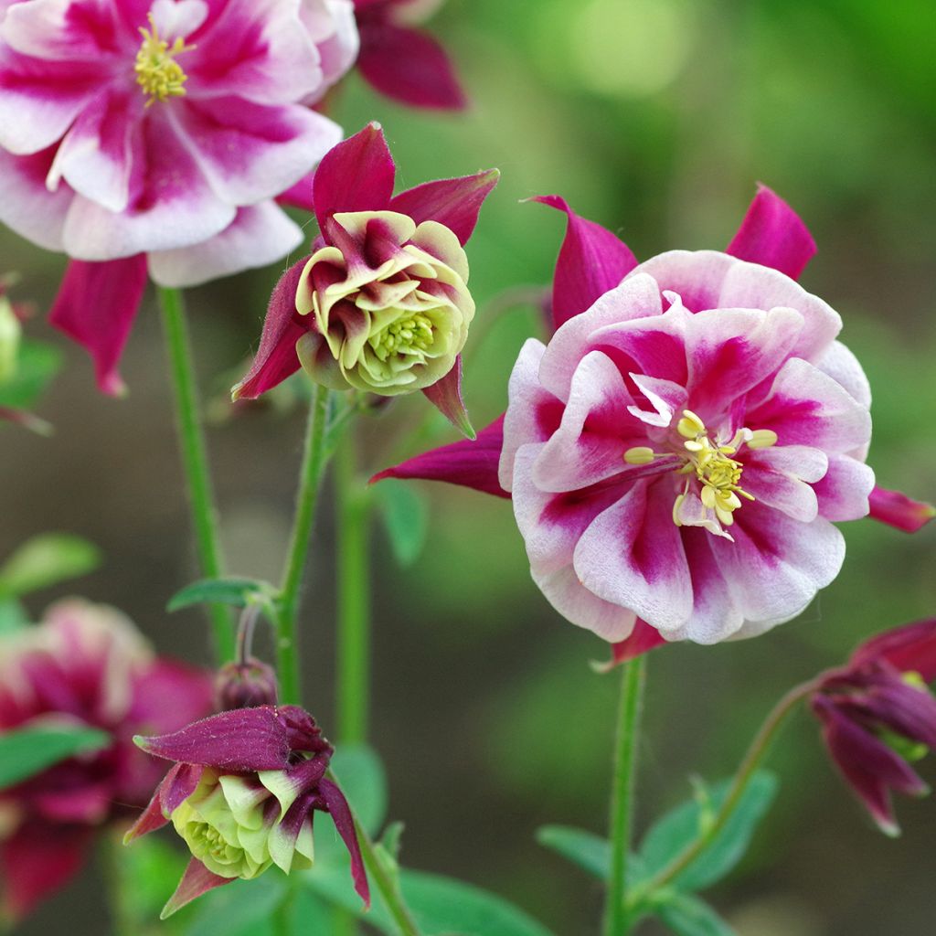 Aquilegia vulgaris Winky Red White