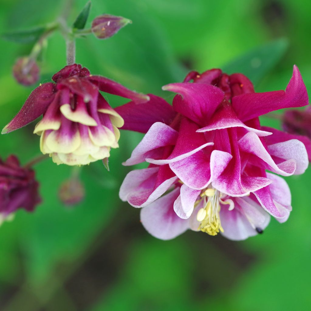 Aquilegia vulgaris Winky Red White