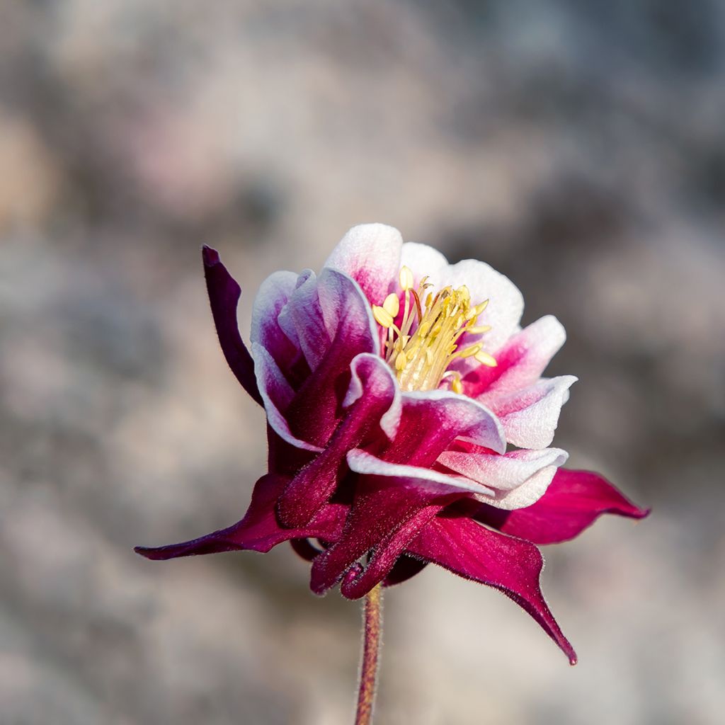 Aquilegia vulgaris Winky Red White