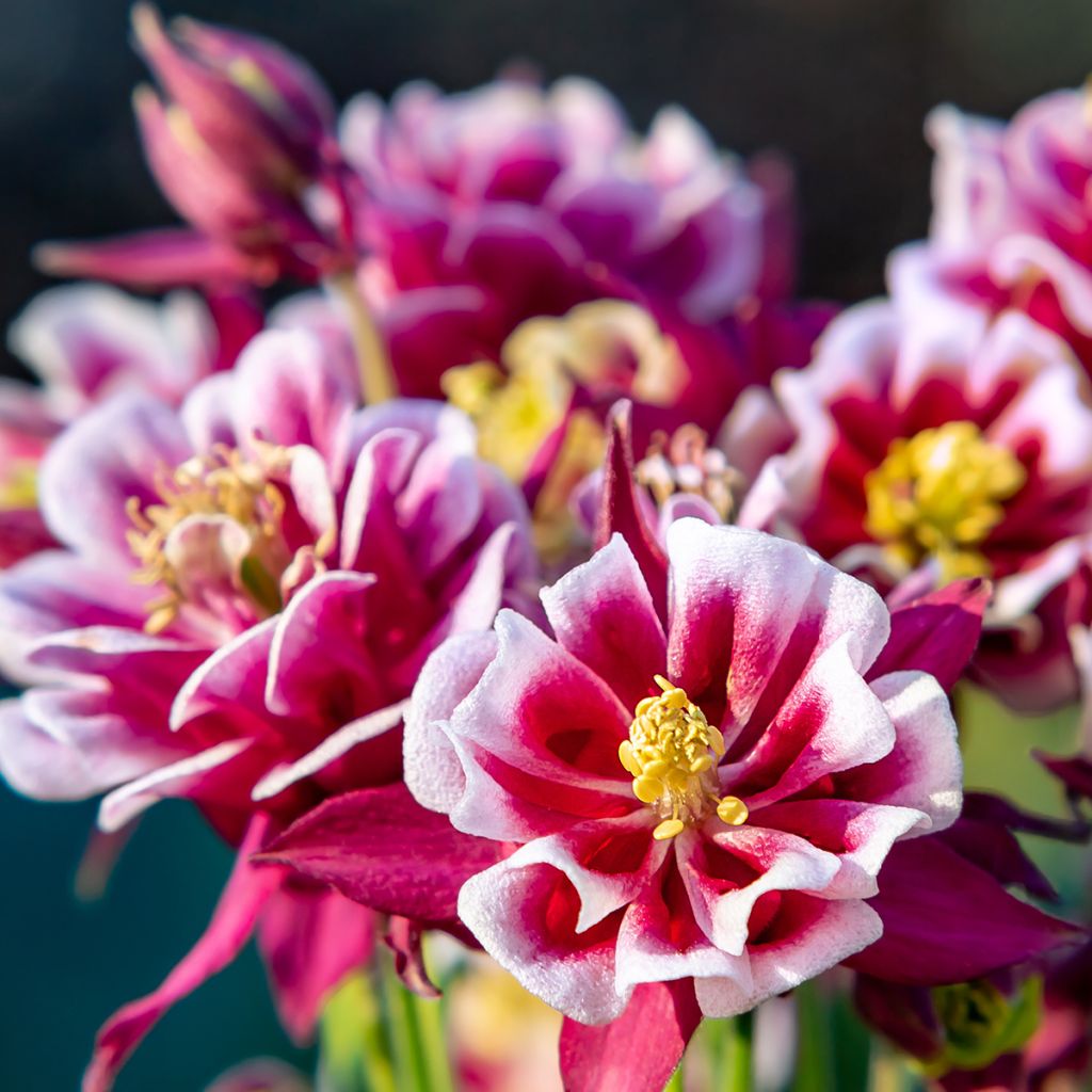 Aquilegia vulgaris Winky Red White