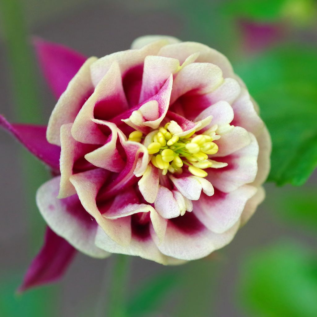 Aquilegia vulgaris Winky Red White