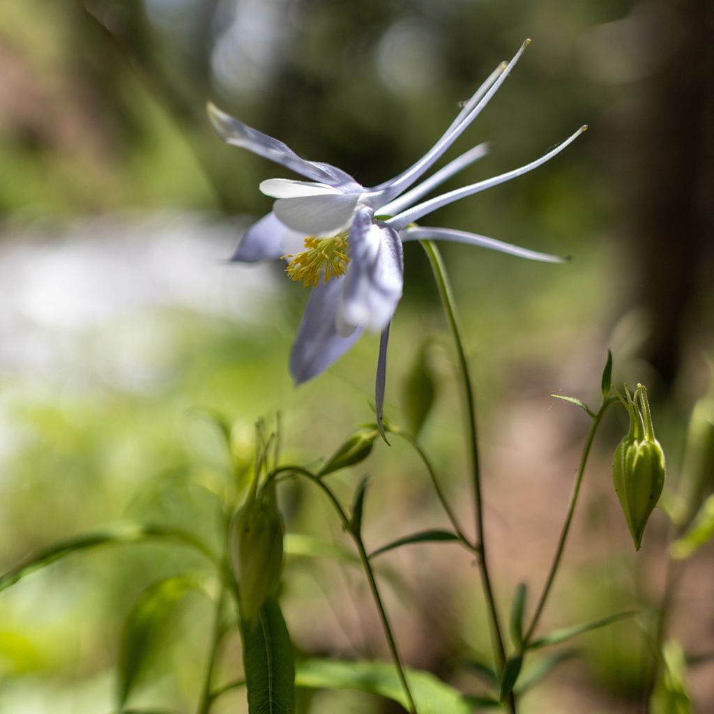 Aquilegia caerulea Snow Queen