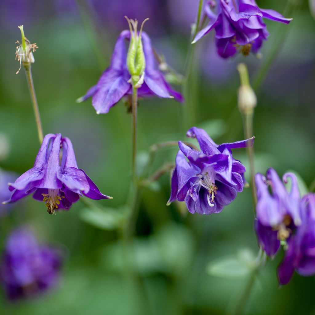 Aquilegia alpina - Aguileña