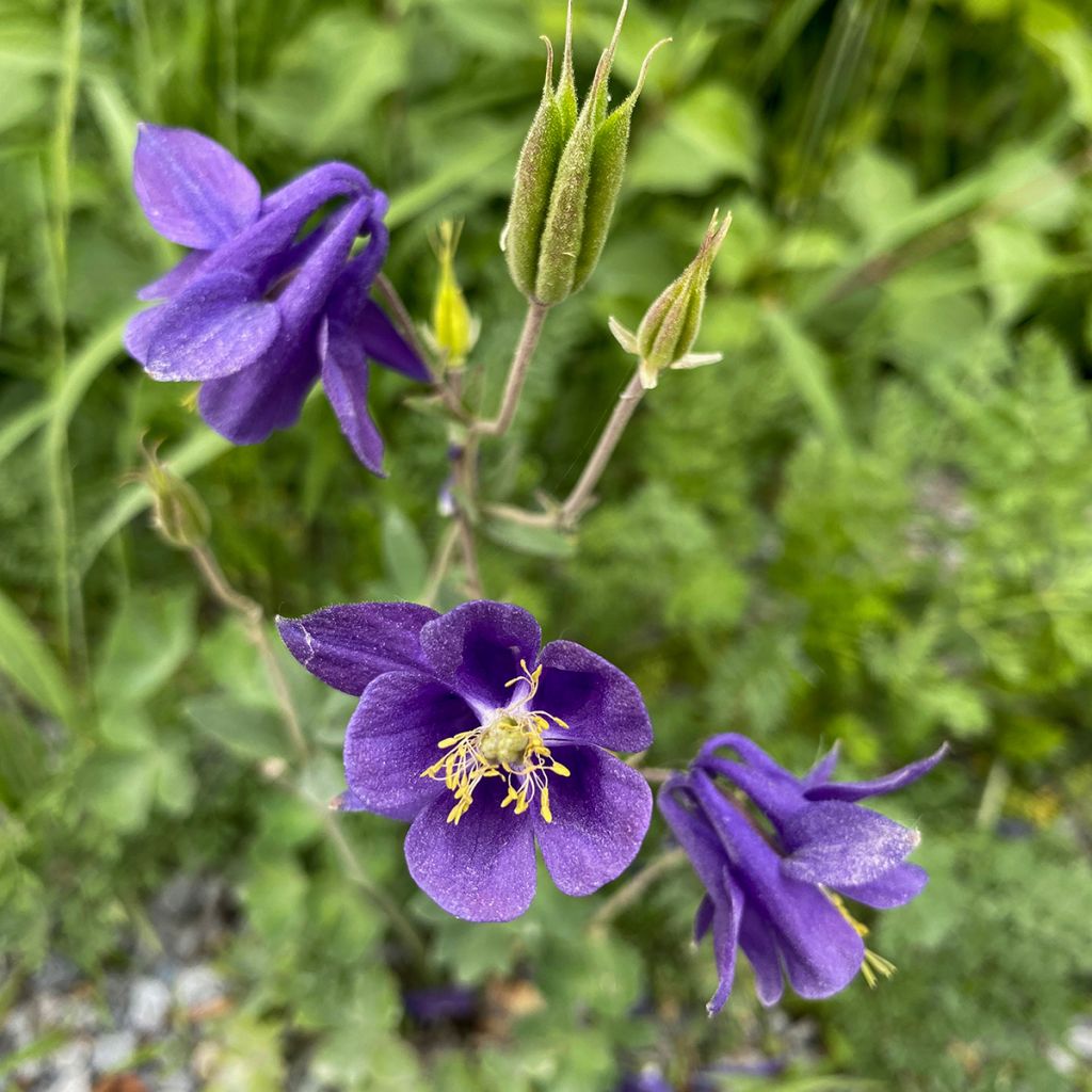 Aquilegia alpina - Aguileña