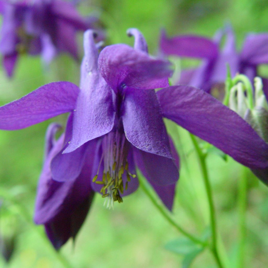 Aquilegia alpina - Aguileña