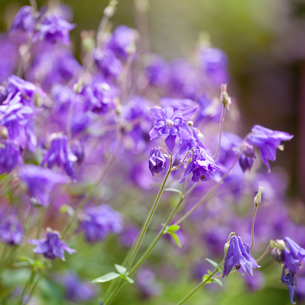 Aquilegia alpina - Aguileña